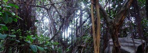 Lianas are taking over the rainforests, and it's visible from space