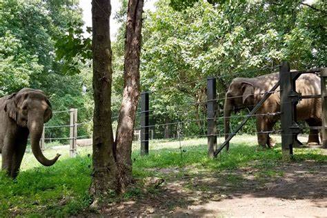 Happy the Elephant Hasn’t Been Seen in Months. What’s Going On?