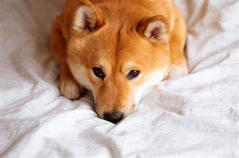 Shiba Inu Is Plunging in 2025. Buy the Dip or Run for the Hills?
