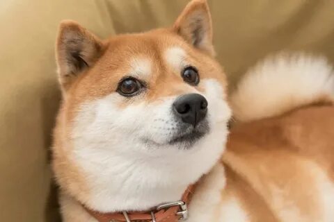 Should You Forget Bitcoin and Buy Shiba Inu Instead? - The Motley Fool