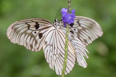 For 40k Years: Scientists Discover "Odd" New Butterfly Species