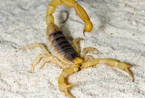 Scorpions 'taking over' Brazilian cities with reported stings rising 250%