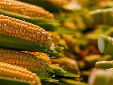 Nisun International signs $50M corn supply agreement