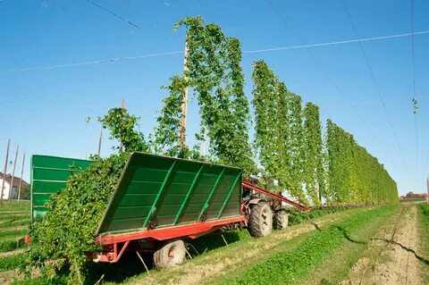Harvesting hops for beer produces a lot of waste. These German groups are seeking to fix that - Barchart