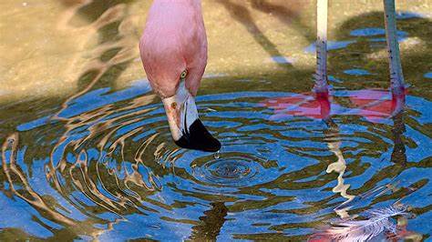 Flamingos Make Vortexes with Their Beaks to Suck Up Prey