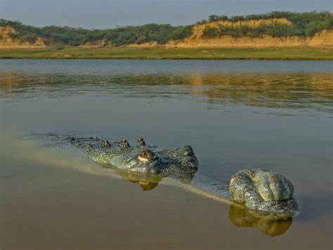 Gaping Gharials: River Reptile with the Super Snout