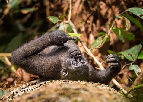 Gorilla study reveals complex pros and cons of friendship