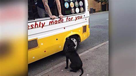 Patient dog waits in line for the ice cream truck - Mashable