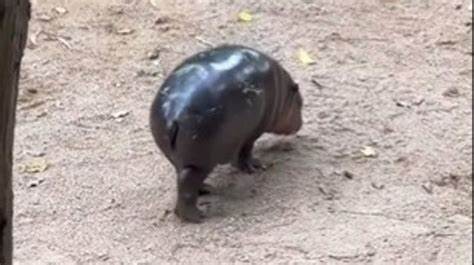 Baby Hippo Moo Deng captures the internet's heart