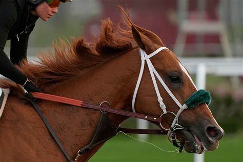 What makes a Kentucky Derby champion? Big hearts, immense lungs, & powerful legs