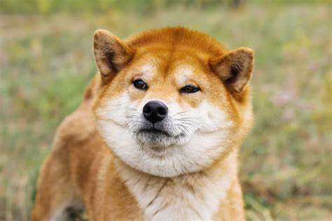 Shiba Inu Price