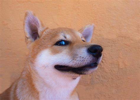 Cryptocurrencies Are Soaring: Will 2024 Be the Year That Shiba Inu Hits $1? - Yahoo Finance