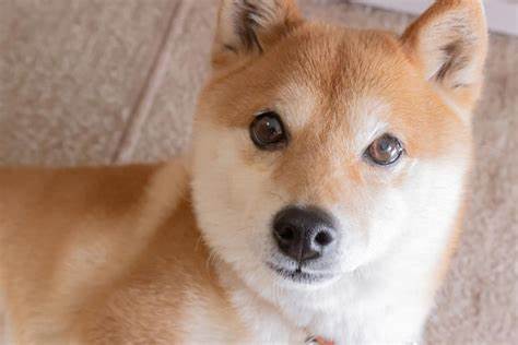 Down 87%, Shiba Inu Is Plummeting: Is It a Better Buy Than Bitcoin Right Now?