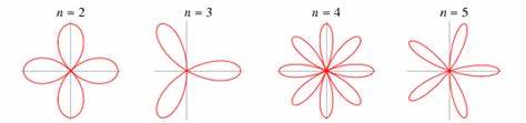 The unusual mathematics that gives rose petals their shape