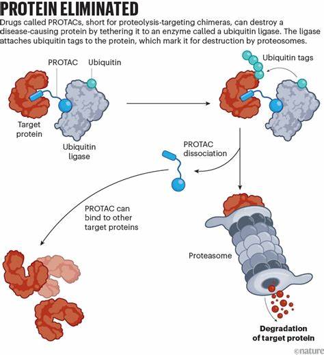 Protein-slayer drugs could beat some of the cruellest cancers