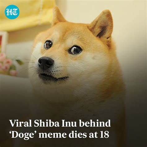 Kabosu, the cute dog that inspired the Doge meme, passes away; fans bid farewell - Golf Level Up