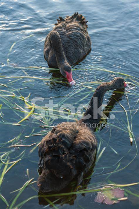 Searching for black swans