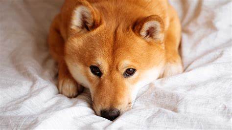 Why is Shiba Inu Down?