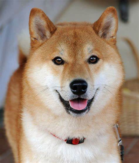 Shiba Inu: Zwischen Bullenhoffnung und Widerständen