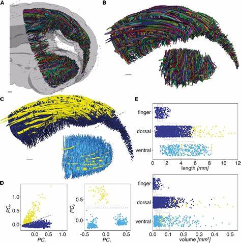 Ultra-fast physics-based modeling of the elephant trunk [pdf]