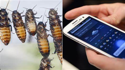 RoboRoach: Wirelessly Control a Cockroach