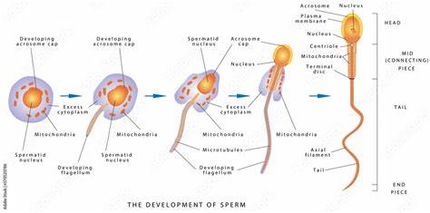 Human sperm cells do not care about Newton’s third law of motion, and scientists don’t know why - The Economic Times