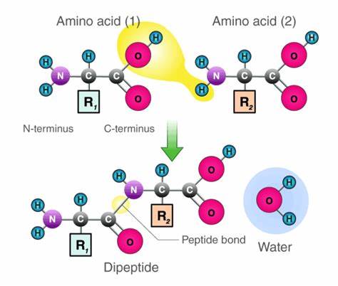 So, You're Curious About Peptides