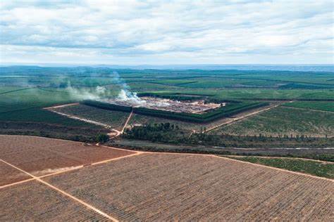 Eucalyptus for Brazil's steelmaking dries out communities in Minas Gerais