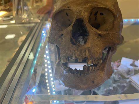 Shopper spots real human skull in thrift store’s Halloween section, Florida cops say - Yahoo! Voices