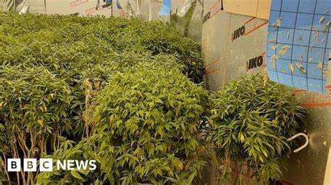 Britain's police forces are cultivating cannabis