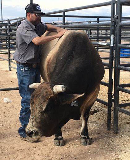 Bulls bruiser on his part in Rassie’s plans