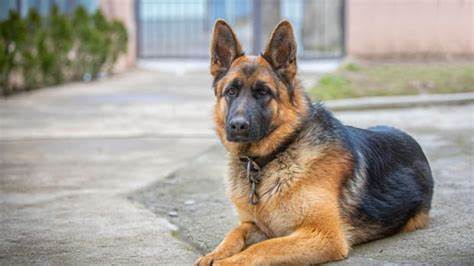 German Shepherd Patiently Waiting to Pick Up His 'Little Human' Is a True Gentleman - Yahoo Life