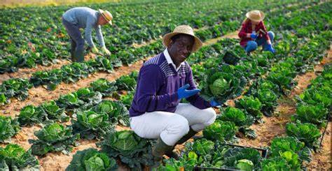 Nearly 7,000 Kenyan Farmers Protected by the Lemonade Crypto Climate Coalition - businesswire.com