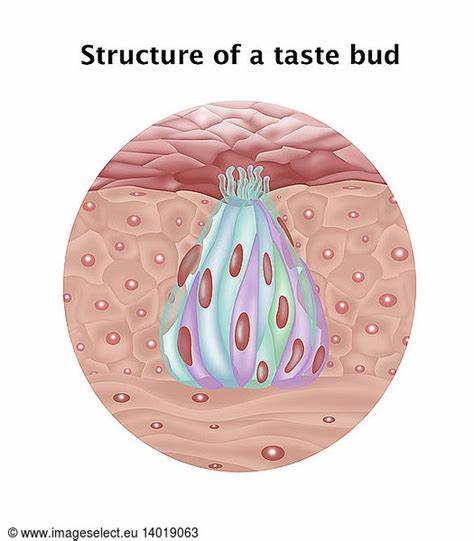 The geometry of taste: putting numbers on preferences