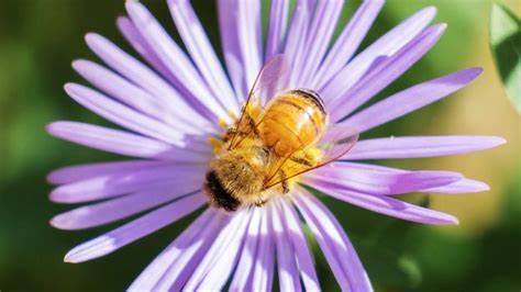 The baffling purple honey found only in North Carolina
