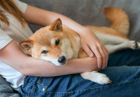 New Post on Kabuso Blog: The Dog Behind Neiro Crypto - 99Bitcoins