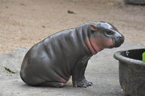 Thai zoo is trademarking Moo Deng, the viral baby pygmy hippo
