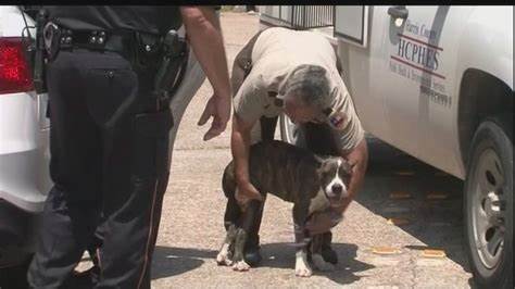 Warren woman's dog severely injured by neighbor's pet in attack caught on video