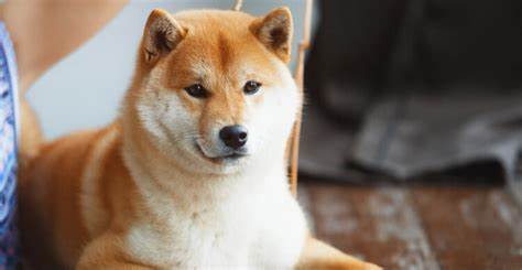 Shiba Inu: 1.000 Prozent Rallye in nur 2 - 3 Tagen ist "sehr wahrscheinlich