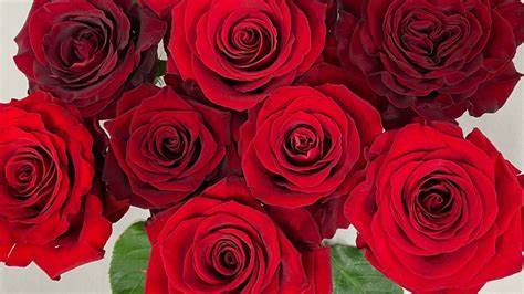The unusual mathematics that gives rose petals their shape