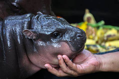 Baby pygmy hippo Moo Deng is Thailand’s latest online sensation. But her keeper is worried about her fame