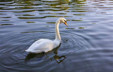 Swan Bitcoin Claims Ex-Employees 'Stole' its Mining Business at Tether’s Direction - CoinDesk