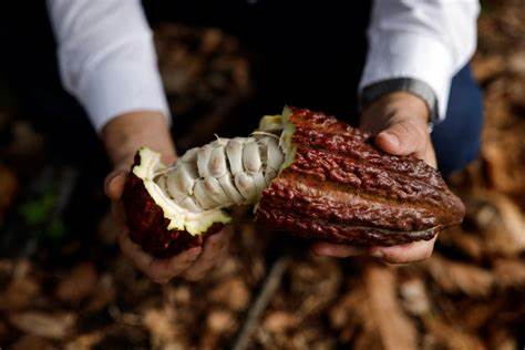 Brazil's would-be cocoa king aims to revolutionize industry with giant farm