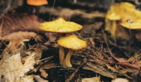 Killer fungi to spread as climate heats up
