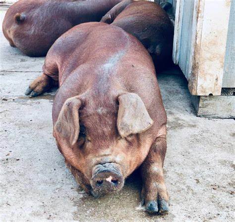 CFTC and SEC Collaborate Against Pig Butchering Scams – What’s Happening?