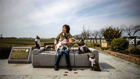 Rescue pup to meme star: the real-life 'Dogecoin' dog - Tuko.co.ke