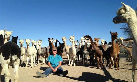 Alpaca Mining in Verhandlungen mit führendem globalen Vermögensverwalter: Fokus auf Technologie und Effizienz