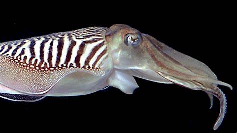 Cuttlefish 'Talk' with Their Arms, Study Reveals