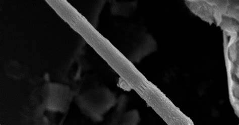 Researchers find new species of electricity-conducting organism
