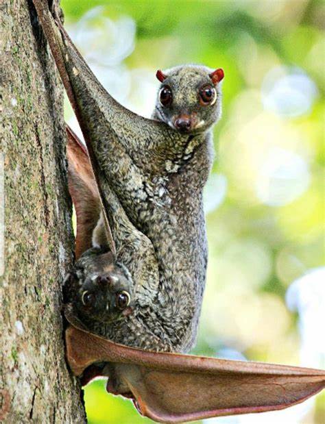 The Colugo Looks Like a Cross Between a Bat and a Monkey, But Is Neither